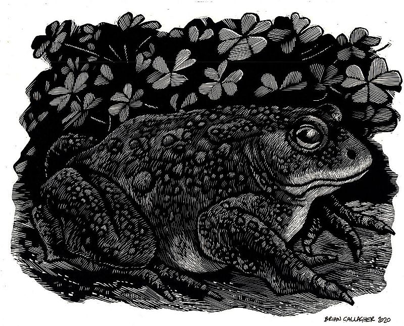 Brian Gallagher - Toad