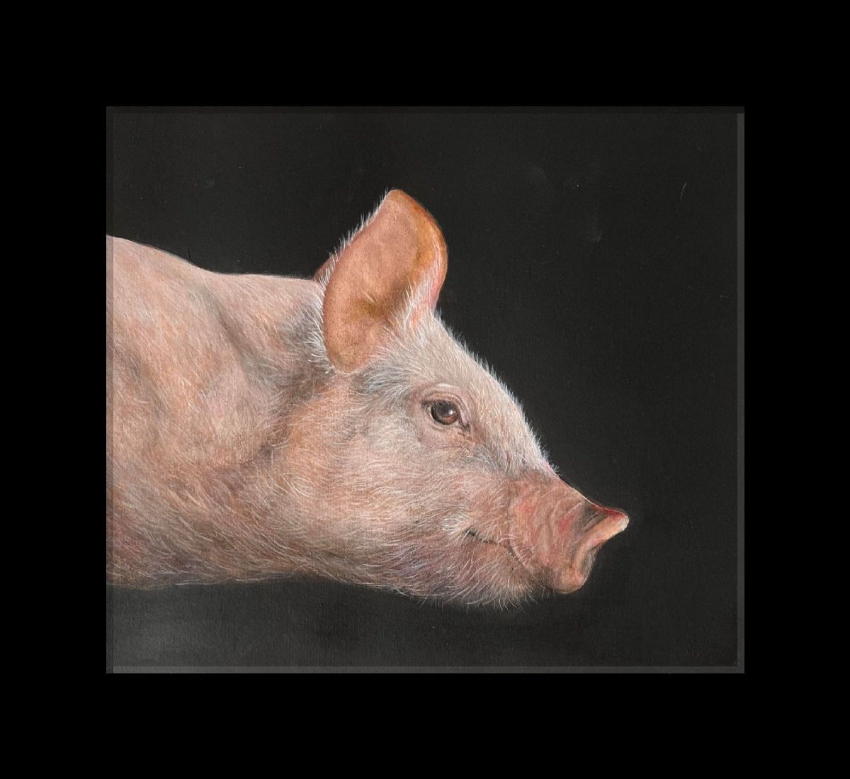 Pig by Rafael  Soares 