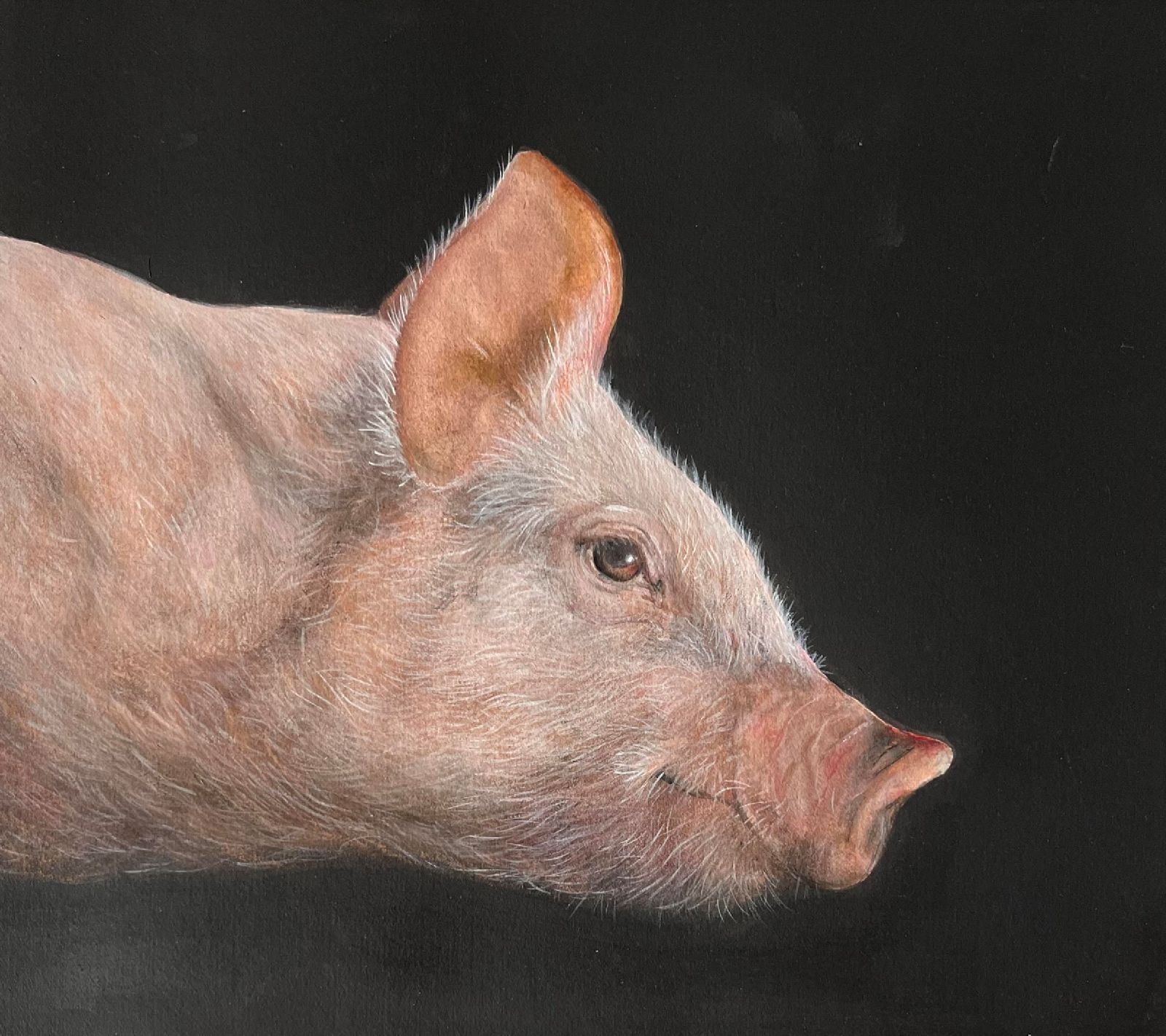 Pig by Rafael  Soares 