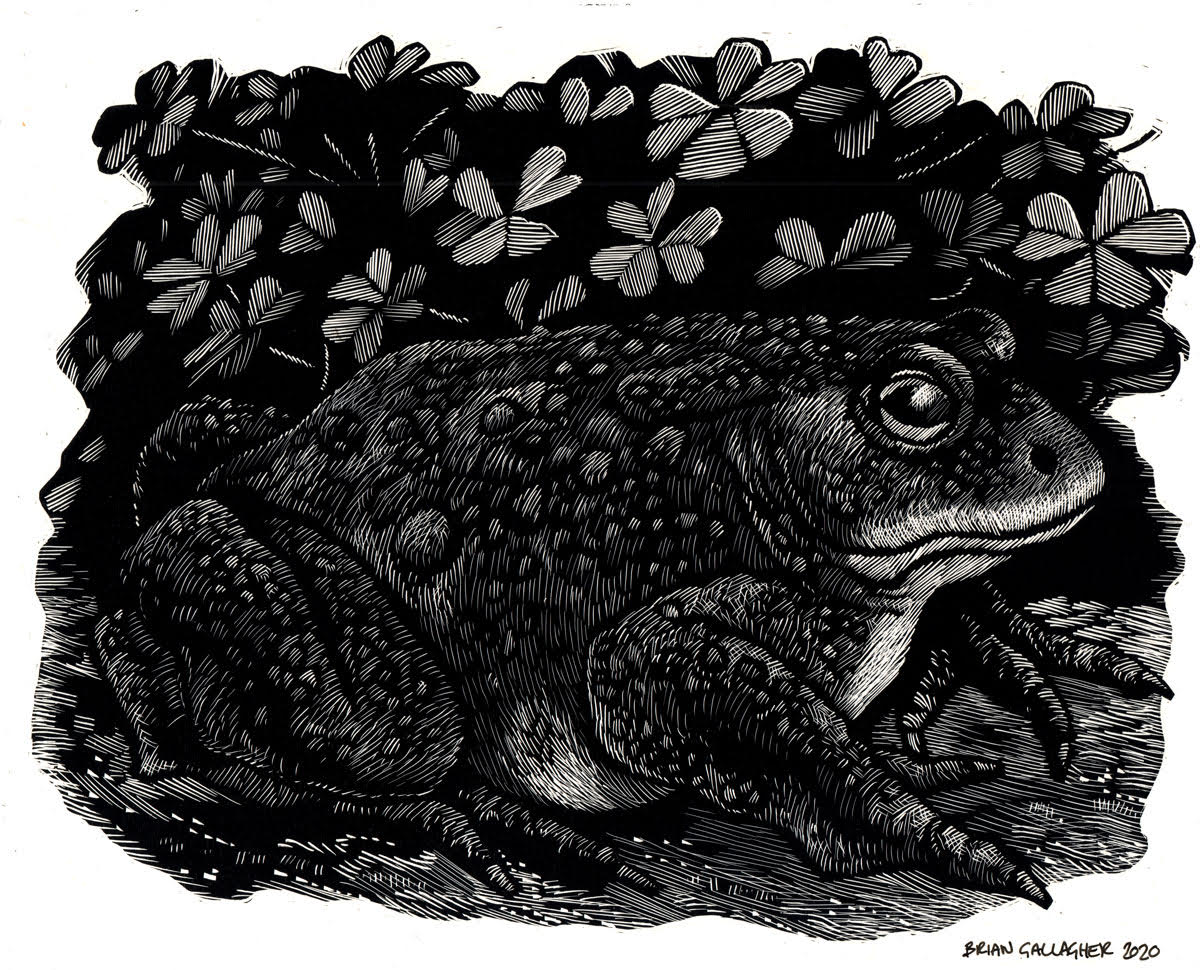 Toad by Brian Gallagher