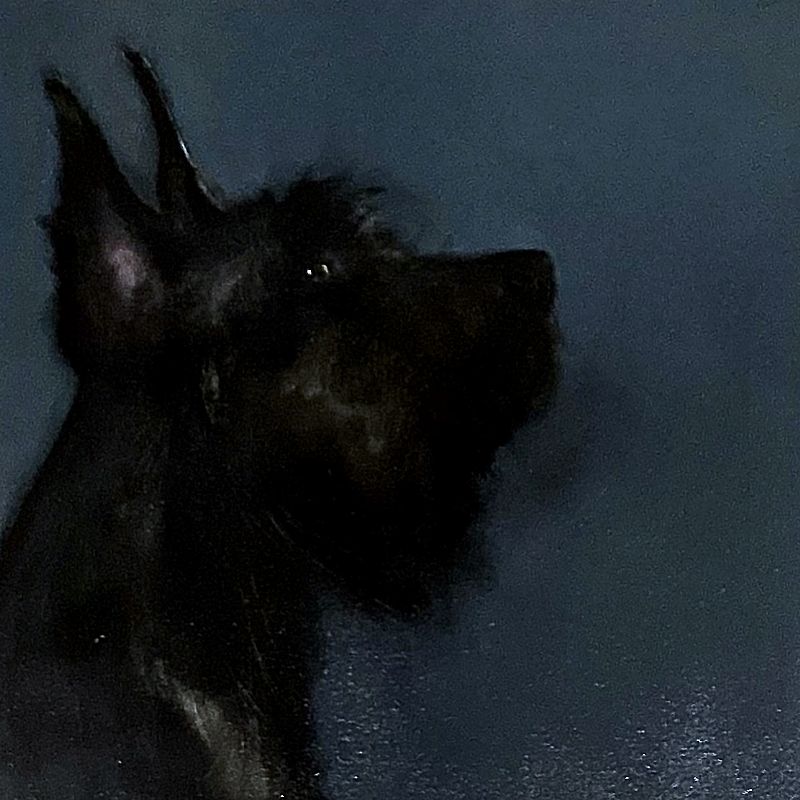 Heidi  Wickham - Little Dog On Blue