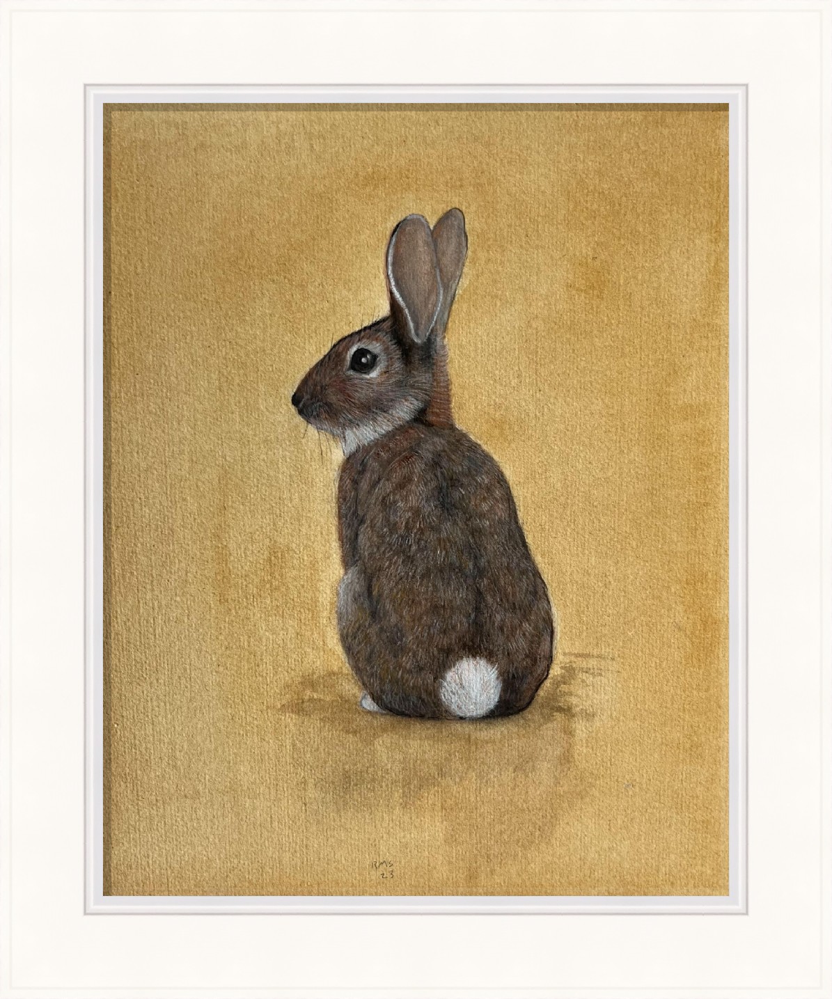 Rabbit by Rafael  Soares 