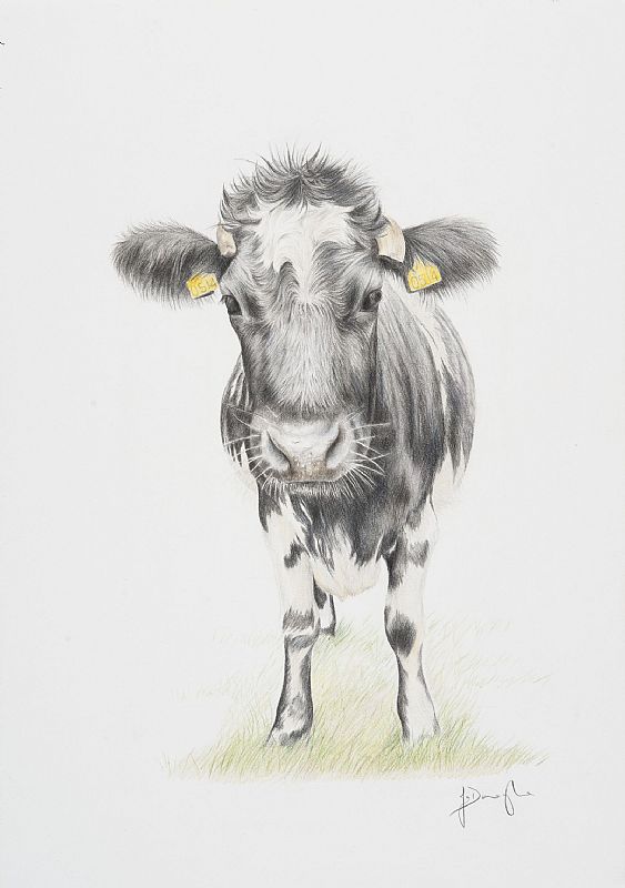 Jackie O'Donoghue - Curious cow